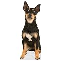 Dog - Jack Russel - Life Size Cardboard Cutout Standup People with Support Standee | Animals -