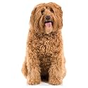 Dog - Labradoodle - Life Size Cardboard Cutout Standup People with Support Standee | Animals -