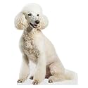 Dog - Poodle - Life Size Cardboard Cutout Standup People with Support Standee | Animals -