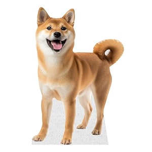 Dog - Shiba Inu - Life Size
