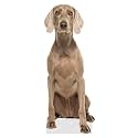 Dog - Weimaraner - Life Size Cardboard Cutout Standup People with Support Standee | Animals -