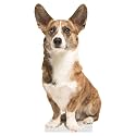 Dog - Welsh Corgi - Life Size Cardboard Cutout Standup People with Support Standee | Animals -