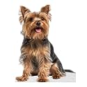 Dog - Yorkshire Terrier - Life Size Cardboard Cutout Standup People with Support Standee | Animals -