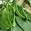 Dolichos Seeds (Sem Bean) | High Germination Seeds for Home Garden, Kitchen Garden &amp; Farm | High Yield Climbing Bean(Pack Of 30 Seed)