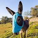 Donkey Fly Mask, Breathable Mesh Eye Covers, Blue, Small, 1 Pcs