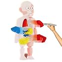Kids Human Body Model Toy Set Detachable Human Organs Model Human Anatomy Model Human Anatomy Model Human Torso Body Model