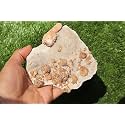Douvilleiceras & Gastropods Plate Cretaceous Fossils Fossils from Morocco Fossil Rock ammonites Fossil A124