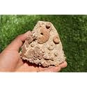 Douvilleiceras & Gastropods Plate Cretaceous Fossils Fossils from Morocco Fossil Rock ammonites Fossil A119