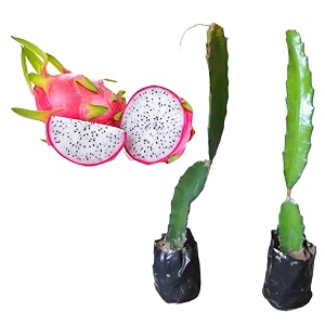dragon fruit plant red skin amp white flesh 1034 inch authentic handpicked live plant pack of 2
