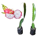 Dragon Fruit Plant Red Skin & White Flesh 10" Inch Authentic Handpicked Live Plant Pack of 2