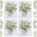 Dried Babys Breath White, 48pcs Dried Flowers for Resin