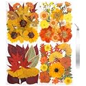 Dried Flowers 68Pcs Fall Pressed Flower with Tweezer for Crafts