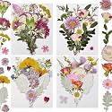 Dried Pressed Flowers Real Natural
