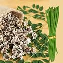 Drumstick PKM-1 Seeds for Planting, Non-GMO, 10 Seeds With 20+ Free Marigold Seeds High Yield, Early Bearing Variety – Nutrient-Rich Moringa – Ideal for Kitchen Garden, – Non-GMO &amp; Open Pollinated