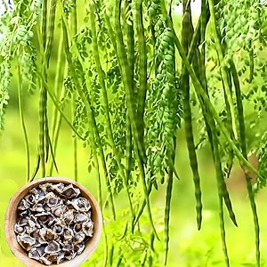 drumstick seeds moringa oleifera for planting fast germination high yield  suitable for home garden kitchen garden amp farm pack of 30 pcs