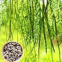 Drumstick Seeds (Moringa Oleifera) for Planting Fast Germination High Yield | Suitable for Home Garden, Kitchen Garden &amp; Farm (Pack Of 30 Pcs)