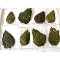 Dry Mulberry Leaves Organic Protein Food Crystal Red Cherry Shrimp Aquarium (20 Leaves)