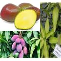 Dwarf Palmer Mango Plant Grafted Hybrid Fruit