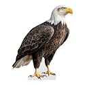 Eagle - Life Size Cardboard Cutout Standup People with Support Standee | Animals -