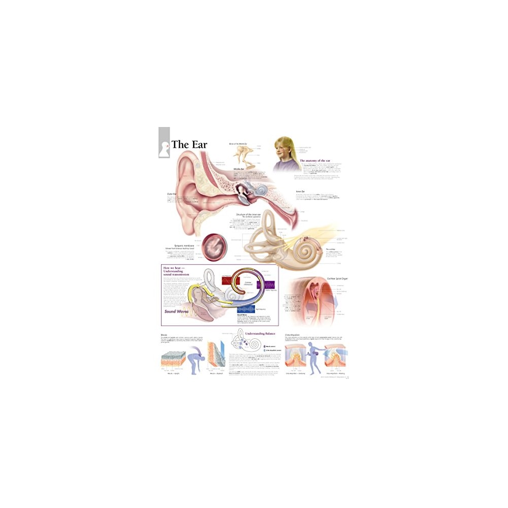 The Ear chart: Wall Chart - Price History