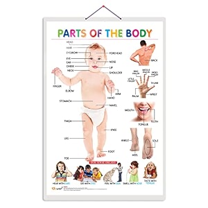 early learning educational charts for kids parts of the body parts of the body