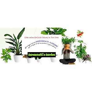 earth angels gardenia ananta live plant