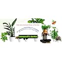 Earth Angels Gardenia Ananta Live Plant