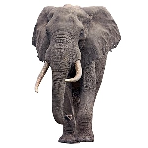 Elephant - Life Size Cardboard Cutout Standup