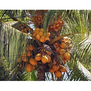 vhc1 coconut coconut tree plant hybrid plant height 15-25 feet furit after 3-4 year pack of 1 healthy live fruit plant for home garden