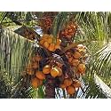 VHC1 Coconut Coconut Tree Plant Hybrid (Plant height 1.5-2.5 Feet) Furit After 3-4 Year Pack Of 1 Healthy Live Fruit Plant For Home Garden