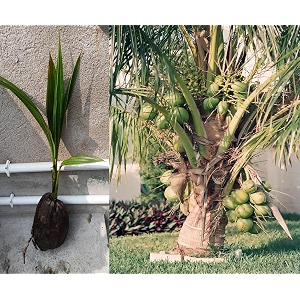 fiji dwarf coconut tree plant hybrid furit after 2-3 year plant height 15-25 feet pack of 1 healthy live fruit plant for home garden