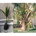 Fiji Dwarf Coconut Tree Plant Hybrid Furit After 2-3 Year (Plant height 1.5-2.5 Feet) Pack Of 1 Healthy Live Fruit Plant For Home Garden