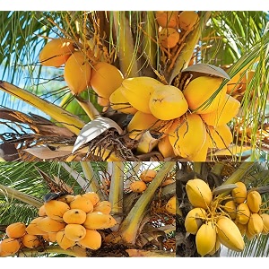 golden malay coconut tree plant hybrid furit after 3-4 year plant height 15-25 feet pack of 1 healthy live fruit plant for home garden