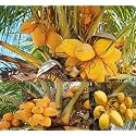 Golden Malay Coconut Tree Plant Hybrid Furit After 3-4 Year (Plant height 1.5-2.5 Feet) Pack Of 1 Healthy Live Fruit Plant For Home Garden
