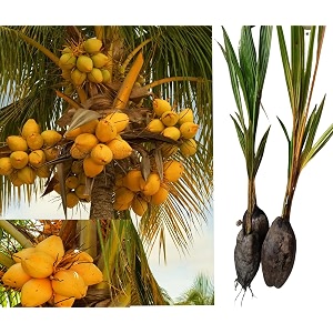 king coconut coconut tree plant hybrid plant height 15-25 feet pack of 1 healthy live fruit plant for home garden