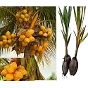 King Coconut Coconut Tree Plant Hybrid (Plant height 1.5-2.5 Feet) Pack Of 1 Healthy Live Fruit Plant For Home Garden