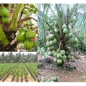 macapuno coconut tree plant hybrid plant height 15-25 feet pack of 1 healthy live fruit plant for home garden