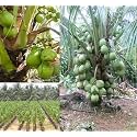 Macapuno Coconut Tree Plant Hybrid (Plant height 1.5-2.5 Feet) Pack Of 1 Healthy Live Fruit Plant For Home Garden