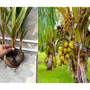 malayan yellow dwarf coconuts coconut tree plant hybrid plant height 15-25 feet furit after 2-3 year pack of 1 healthy live fruit plant for home garden