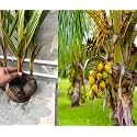 Malayan Yellow Dwarf Coconuts Coconut Tree Plant Hybrid (Plant height 1.5-2.5 Feet) Furit After 2-3 Year Pack Of 1 Healthy Live Fruit Plant For Home Garden