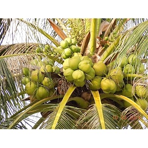 maypan coconut coconut tree plant hybrid plant height 15-25 feet furit after 4-5 year pack of 1 healthy live fruit plant for home garden