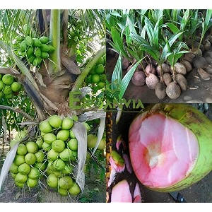thai pink coconut tree plant height 15-25 feet dwarf coconut plant hybrid fruit after 2-3 year hybrid 1 healthy live plant