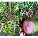 Thai Pink Coconut Tree (Plant height 1.5-2.5 Feet) dwarf coconut plant hybrid Fruit After 2-3 Year Hybrid 1 Healthy Live Plant
