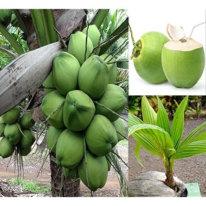 tiptur tall coconut tree plant hybrid plant height 15-25 feet pack of 1 healthy live fruit plant for home garden