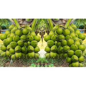 vietnam coconut tree plant dwarf green yellow fruit after 2-3 years hybrid rare healthy live plant for home garden plant height 15-3 feet size