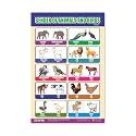 ESCAPER Gender of Animals amp Birds Educational