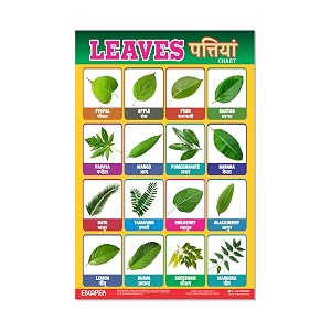 ESCAPER Leaves Educational Charts for Kids Charts