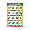 ESCAPER Leaves Educational Charts for Kids Charts