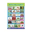 ESCAPER Medicinal Plants Educational Charts for Kids