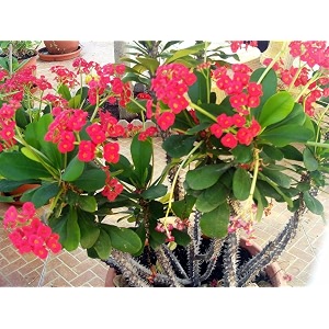 Euphorbia Mili Red Live Flower Plant